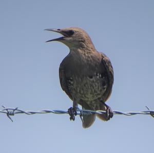 Common Starling