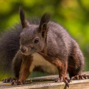 Eurasian Red Squirrel