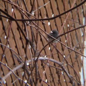 Dark-eyed Junco