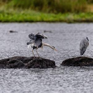 Grey Heron