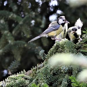 Great Tit