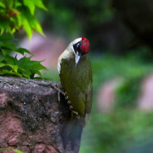 Eurasian Green Woodpecker