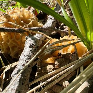 Yellow Morel