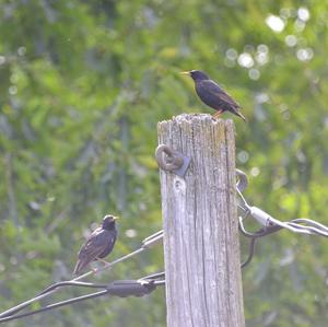 Common Starling