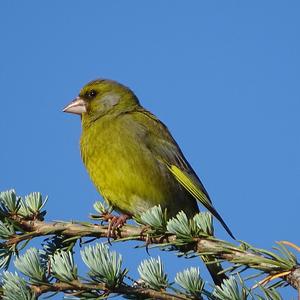 European Greenfinch