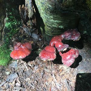 Shining Ganoderma