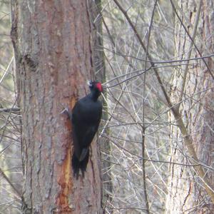 Black woodpecker