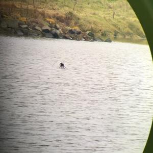 Red-breasted Merganser