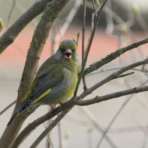 European Greenfinch