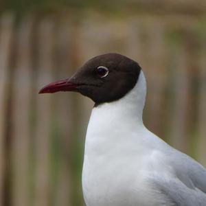 Black-headed Gull