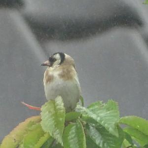 European Goldfinch