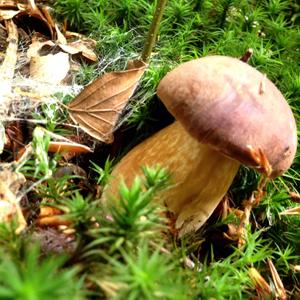 King Bolete