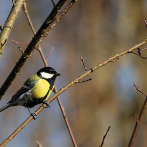 Great Tit