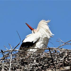 White Stork