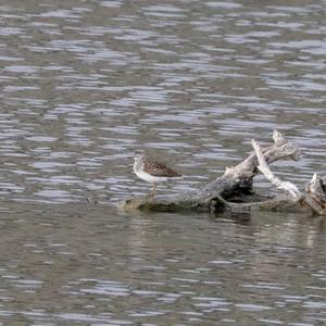 Green Sandpiper