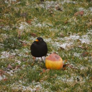 Eurasian Blackbird