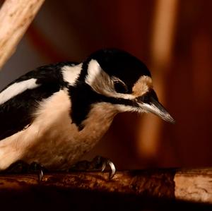 Great Spotted Woodpecker