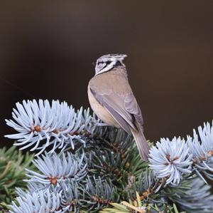 Crested Tit