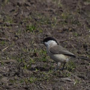 Willow Tit