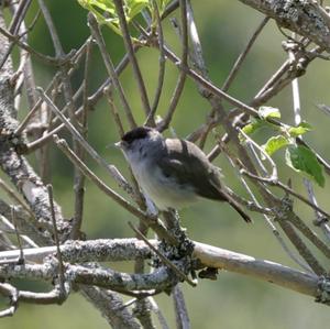 Blackcap