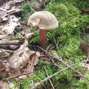 Red-cracked Bolete