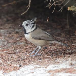 Crested Tit