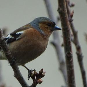 Eurasian Chaffinch