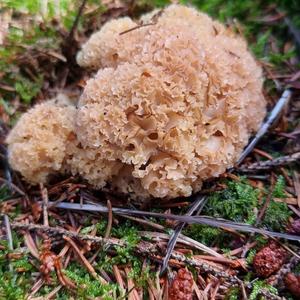 Eastern Cauliflower Mushroom