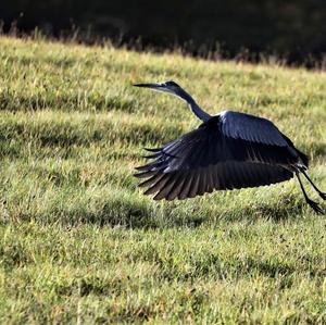 Grey Heron