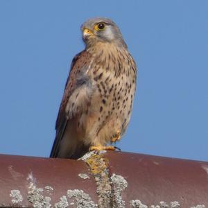 Common Kestrel