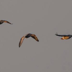 Greylag Goose