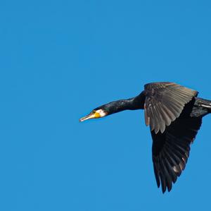 Great Cormorant