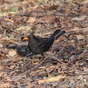 Eurasian Blackbird