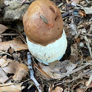 Orange Birch Bolete