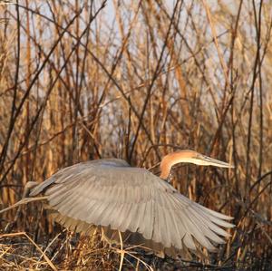 Purple Heron