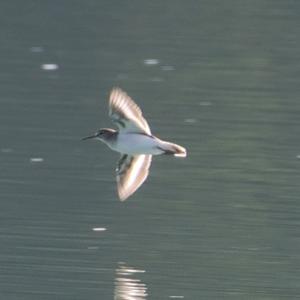 Green Sandpiper