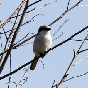 Great Grey Shrike