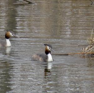 Great Crested Grebe