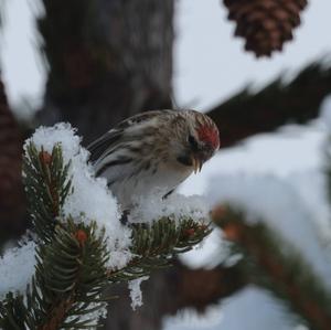 Common Redpoll