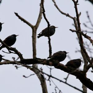 Common Starling