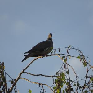 Common Wood-pigeon