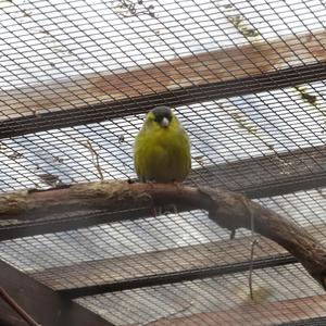 Eurasian Siskin