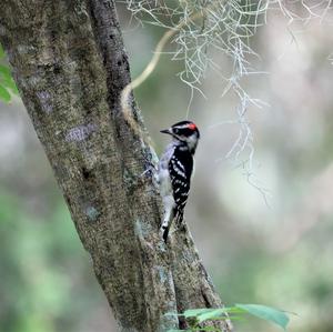 Downy Woodpecker