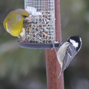 European Greenfinch