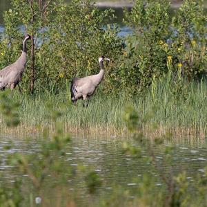 Common Crane