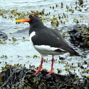 Eurasian Oystercatcher