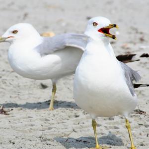 Yellow-legged Gull