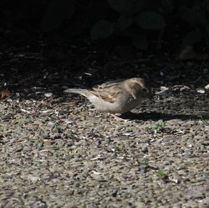 House Sparrow