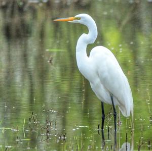 Great Egret