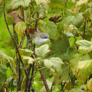 Lesser Whitethroat